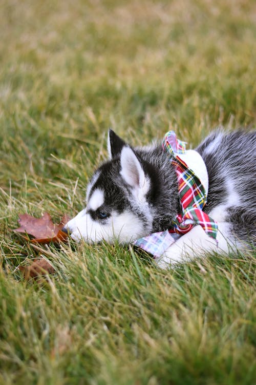Husky Puppy Lying Down on Grass
