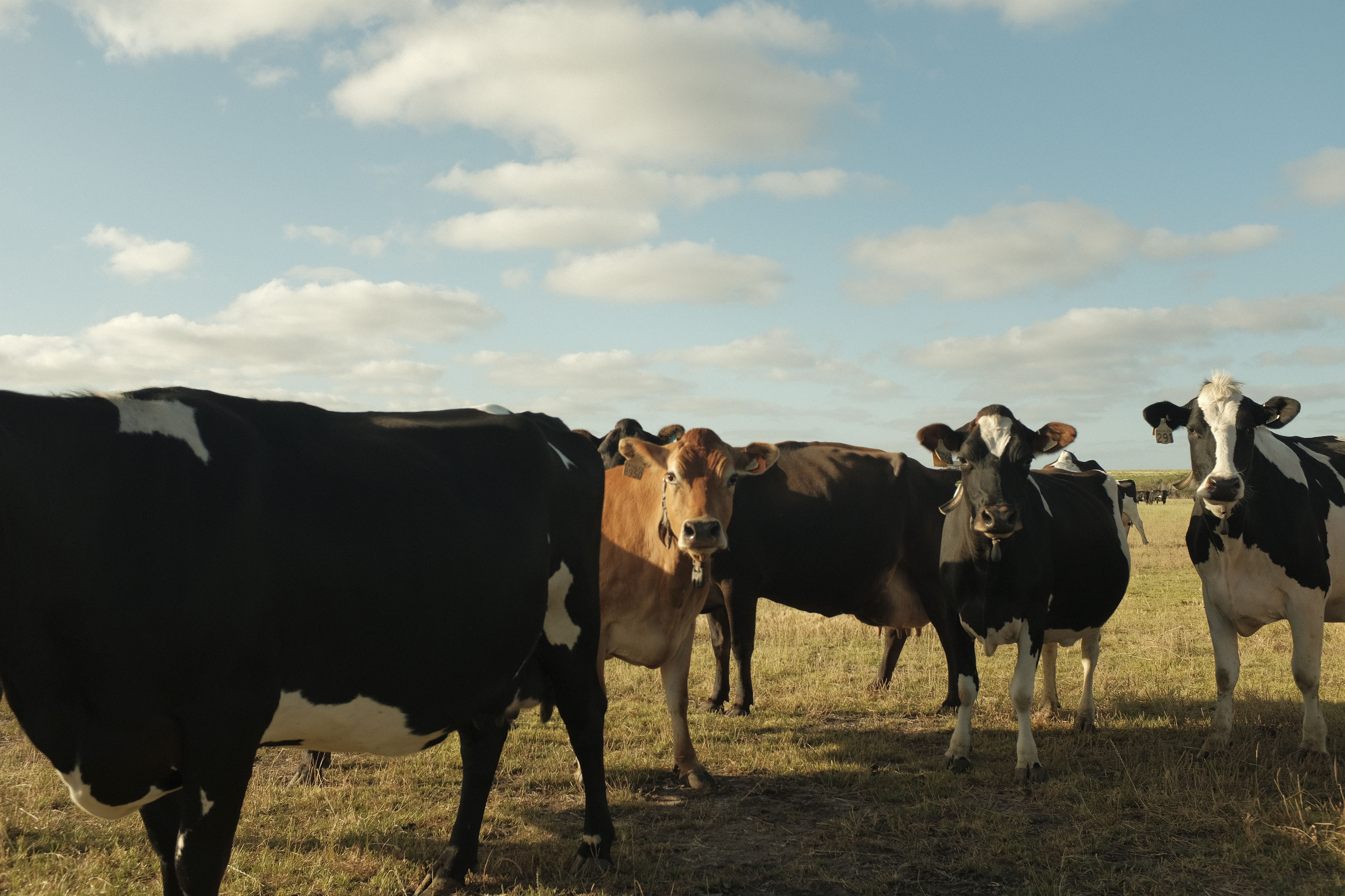 Invests in Animal Health Tech Company A’alda Japan Group to Strengthen Partnership — Photo by Matt Webster on Pexels