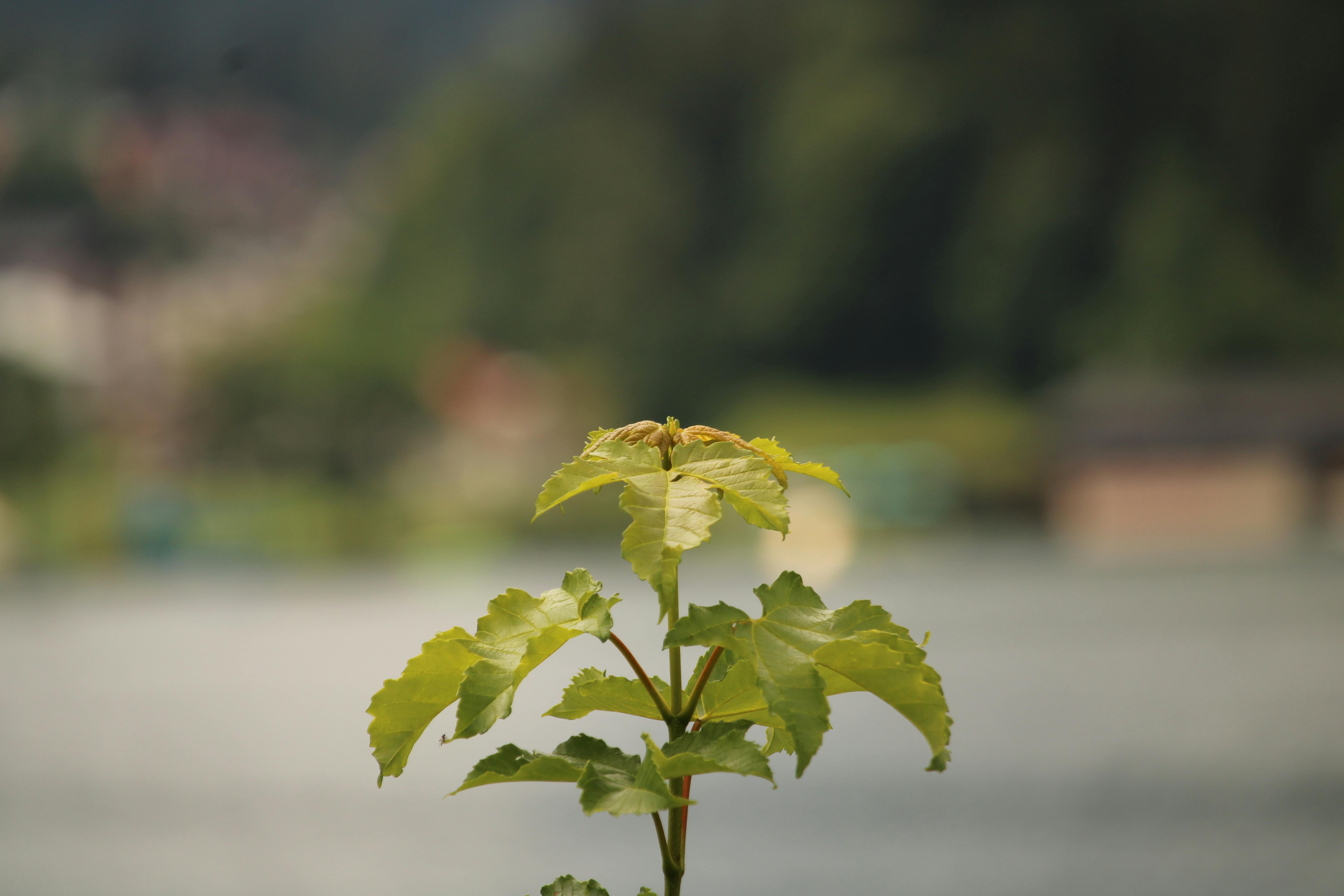A dog wearing a winter coat and booties walking through snow on a trail