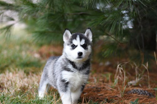 免费 黑色和白色西伯利亚雪橇犬幼犬棕色草田 素材图片