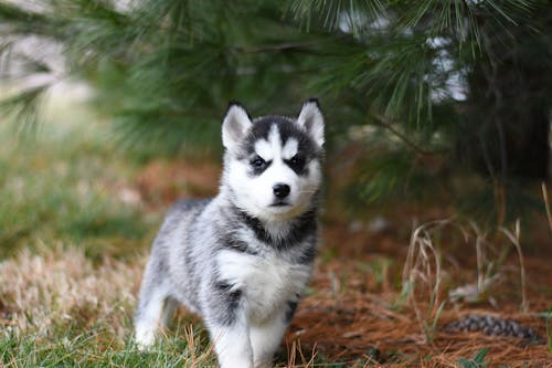 Chiot Husky Sibérien Noir Et Blanc Sur Terrain D'herbe Brune