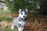 一只可爱的西伯利亚哈士奇小狗站在草地上，身后是松林