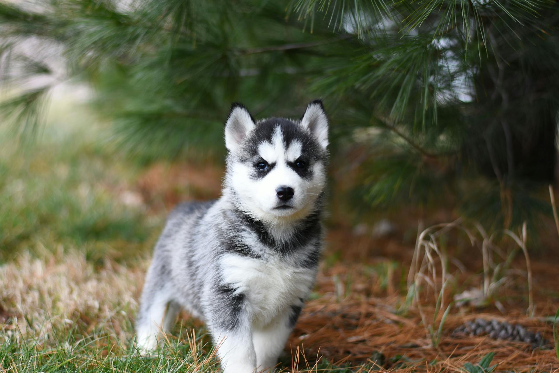 Un chiot husky sibérien noir et blanc dans un champ à herbe brune