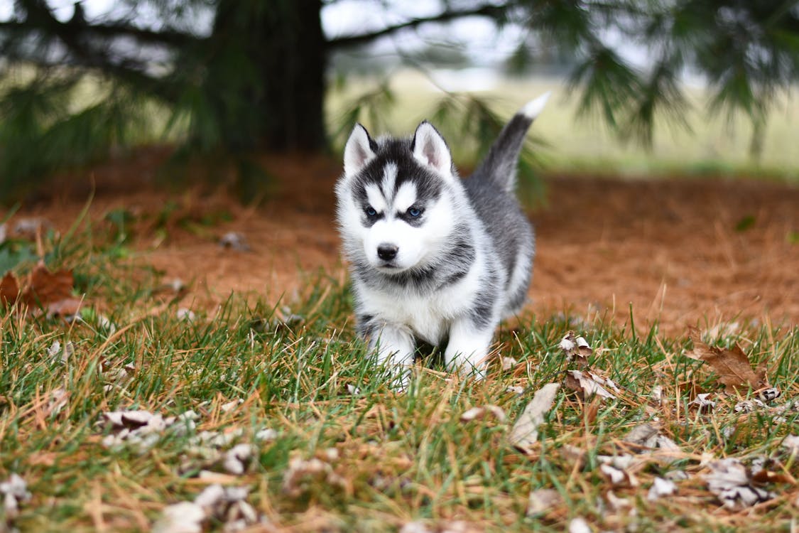 Filhote De Cachorro Husky Siberiano Branco E Preto Em Campo De Grama Marrom
