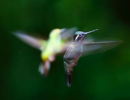 Two Green and Black Hummingbirds