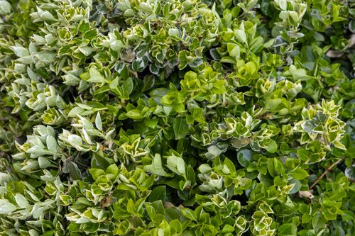 Free Detailed view of lush green leaves with variegated patterns, showcasing natural beauty. Stock Photo