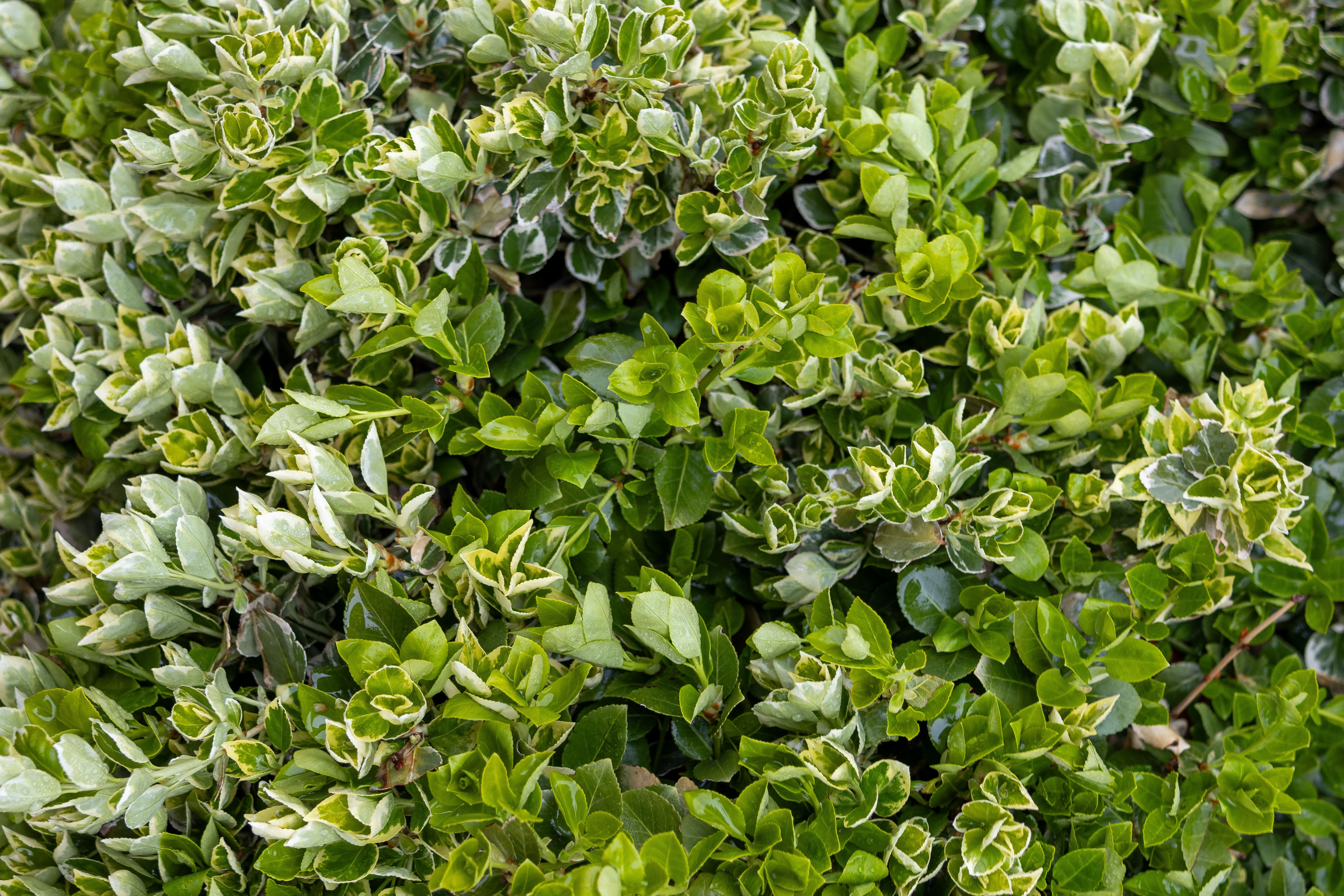 Gratuit Vue détaillée de feuilles d'un vert luxuriant aux motifs variés, mettant en valeur la beauté naturelle. Photos