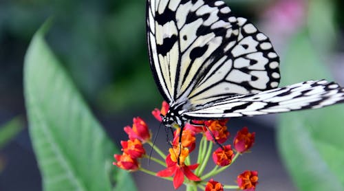 White and Black Butterfly on Red Flower