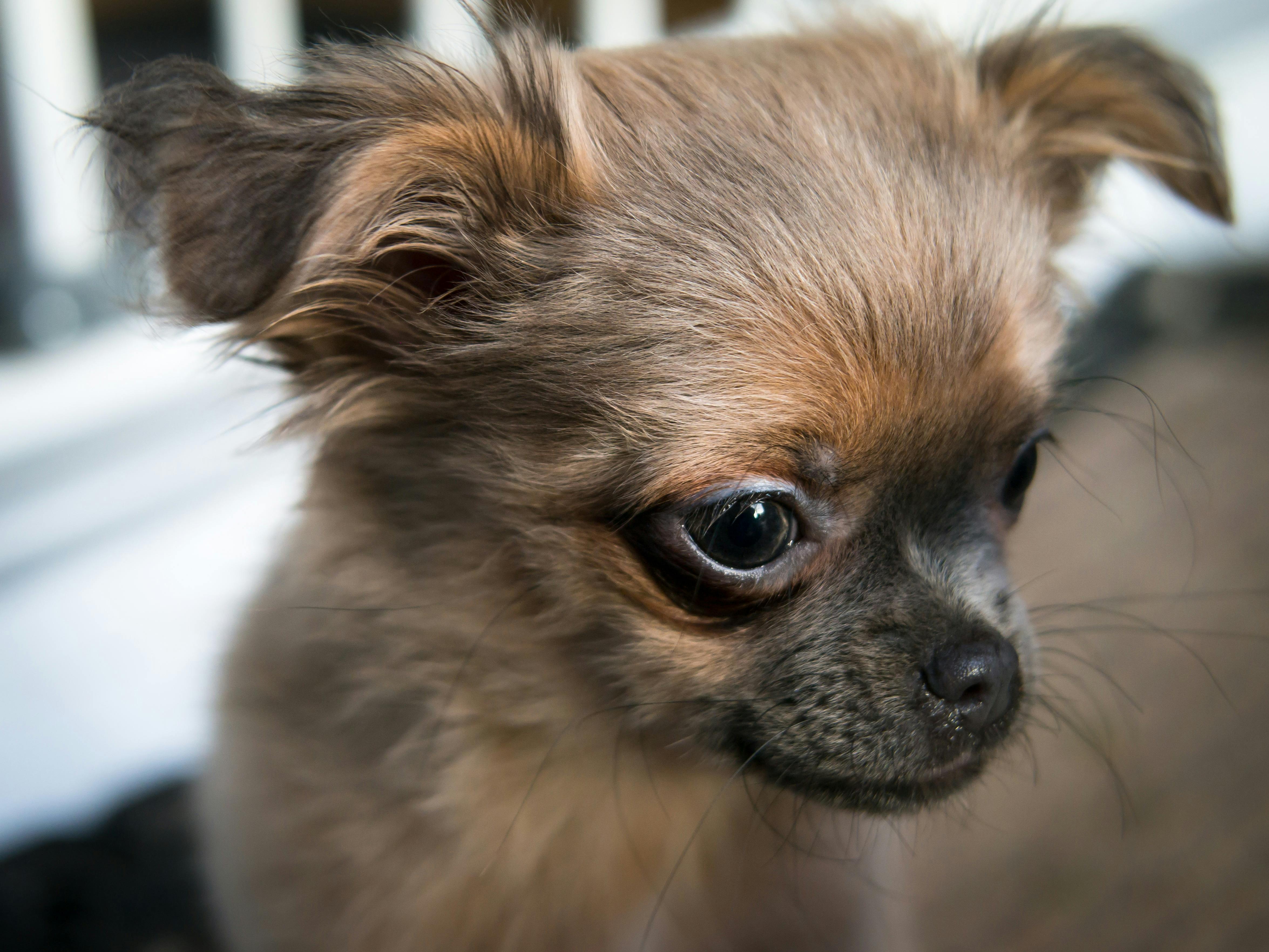 free stock photo of