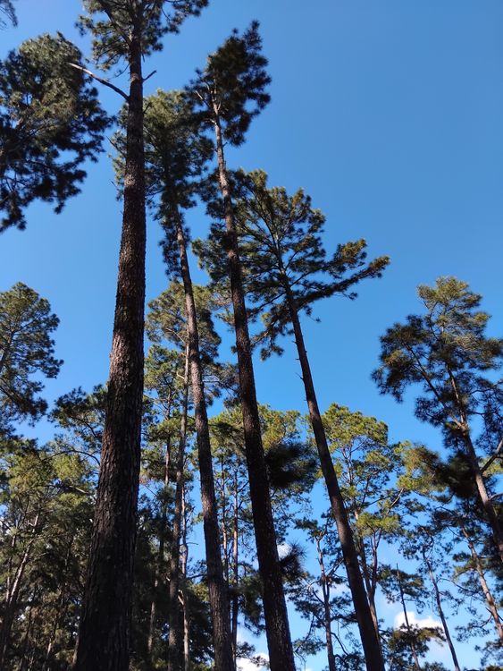 Tall Pine Trees Against Clear Blue Sky · Free Stock Photo