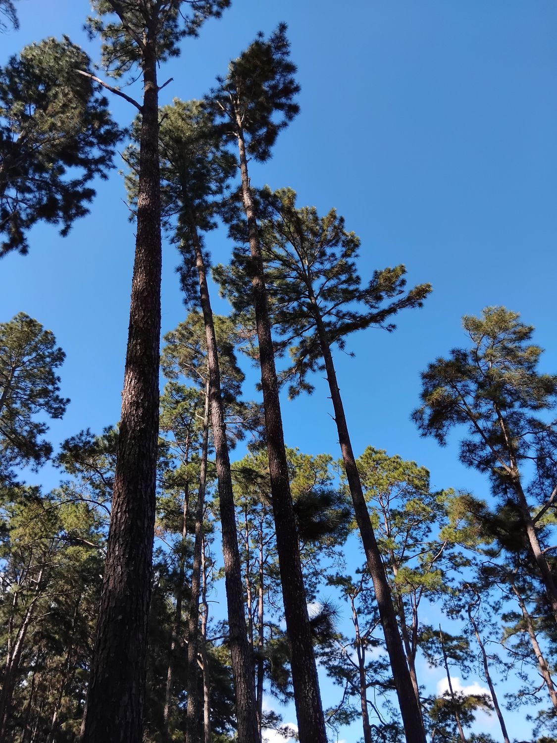 Tall Pine Trees Against Clear Blue Sky · Free Stock Photo