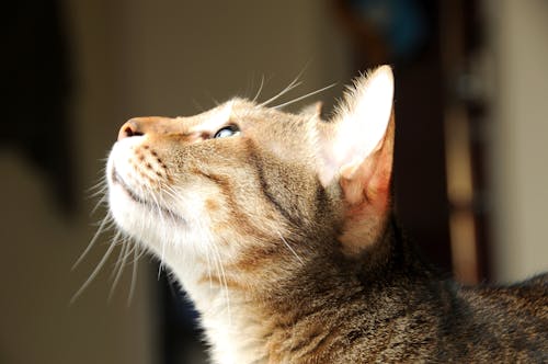Крупным планом коричневый полосатый кот