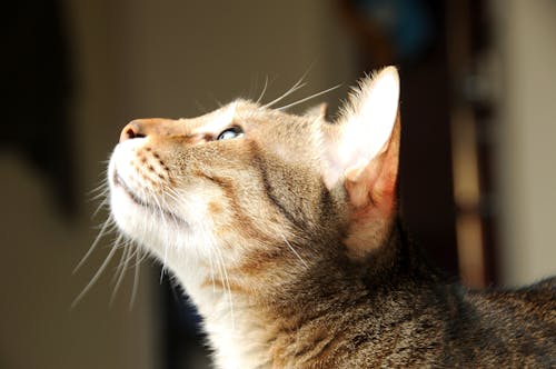 Close Up of Brown Tabby Cat