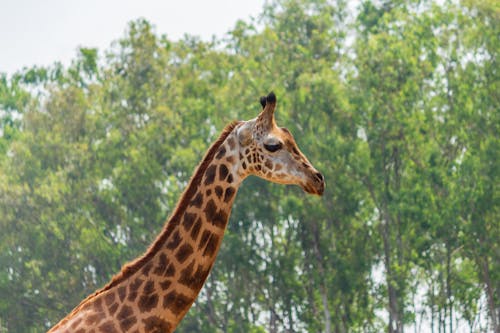Giraffe In Close Up Photography