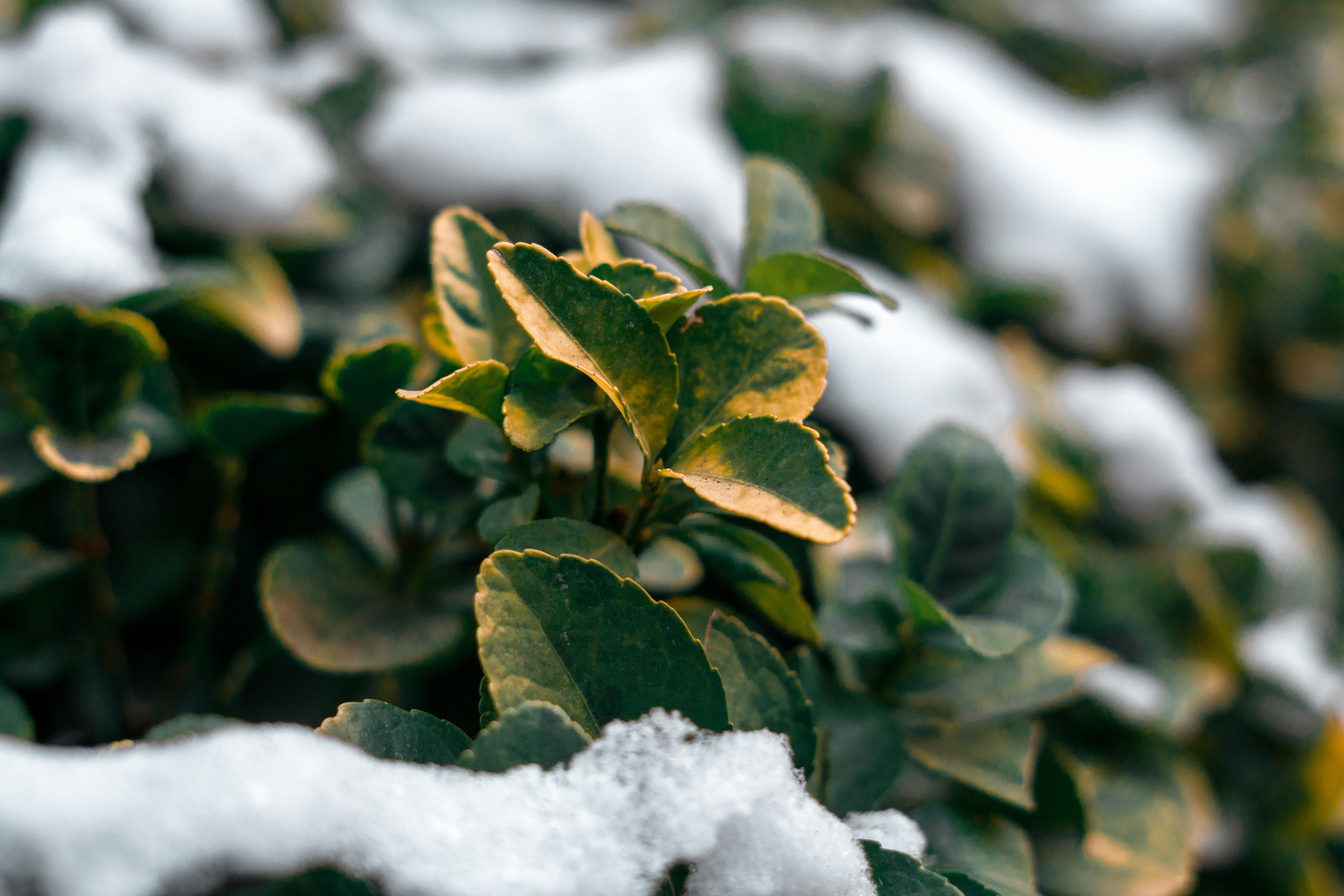 Hard Freeze: The Night That Ends the Growing Season