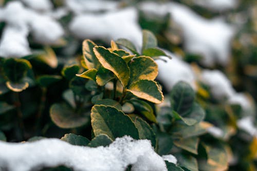 Hard Freeze: The Night That Ends the Growing Season