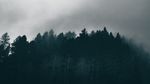 dark-forest-aesthetic-photos-download-the-best-free-dark-forest