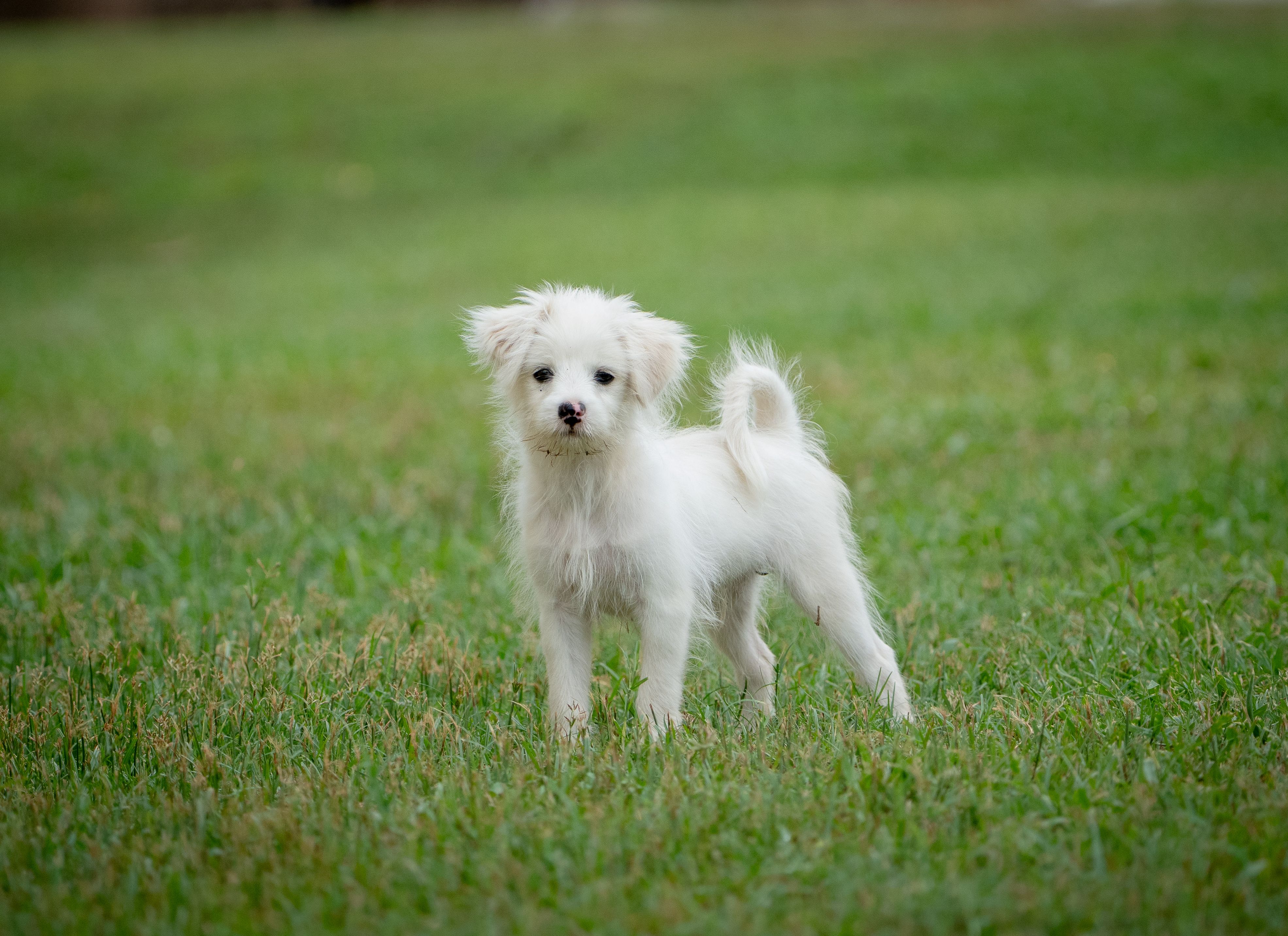 Pet care: Solving puppy tooth troubles and grooming gaffes — Photo by Sudarson Alwin on Pexels