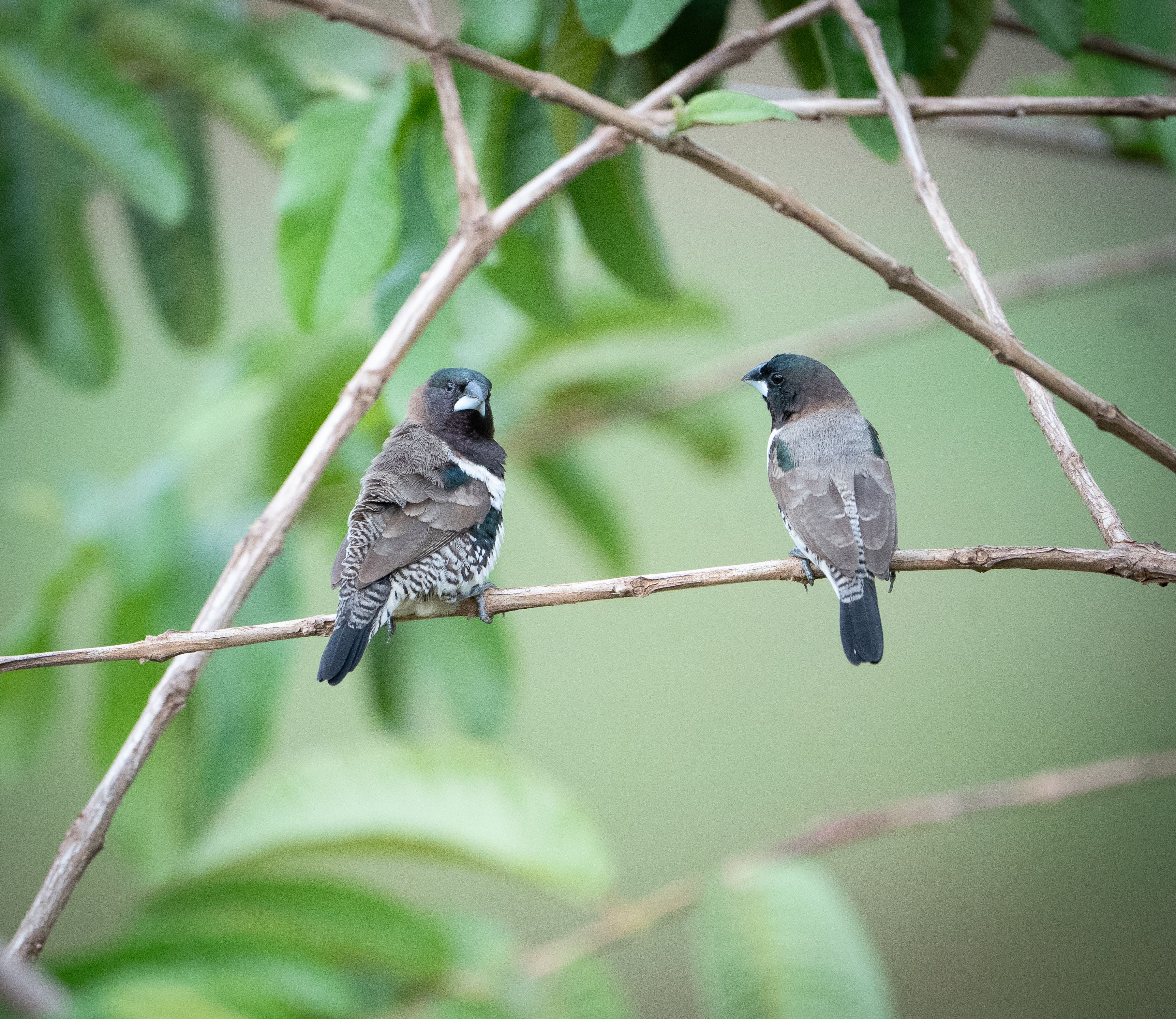 Two Finches Perched on a Branch in Nature · Free Stock Photo