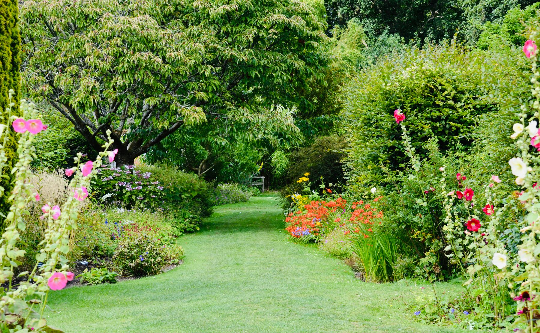 A lawn path between deep flower borders in an English garden
