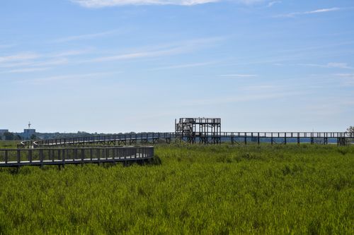 Free Explore the serene wooden boardwalk in Pärnu, surrounded by lush greenery and blue skies. Stock Photo