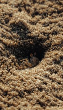 A sand crab peeking out from its burrow in the sandy beach at Puducherry, India.