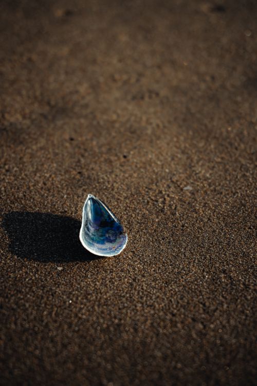 Free A single blue seashell on a sandy beach in Puducherry, India, capturing a serene coastal moment. Stock Photo