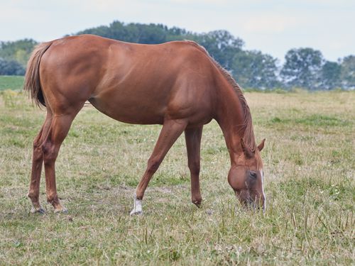 Free Tranquil scene of a chestnut horse grazing in a sunny summer pasture with green foliage backdrop. Stock Photo