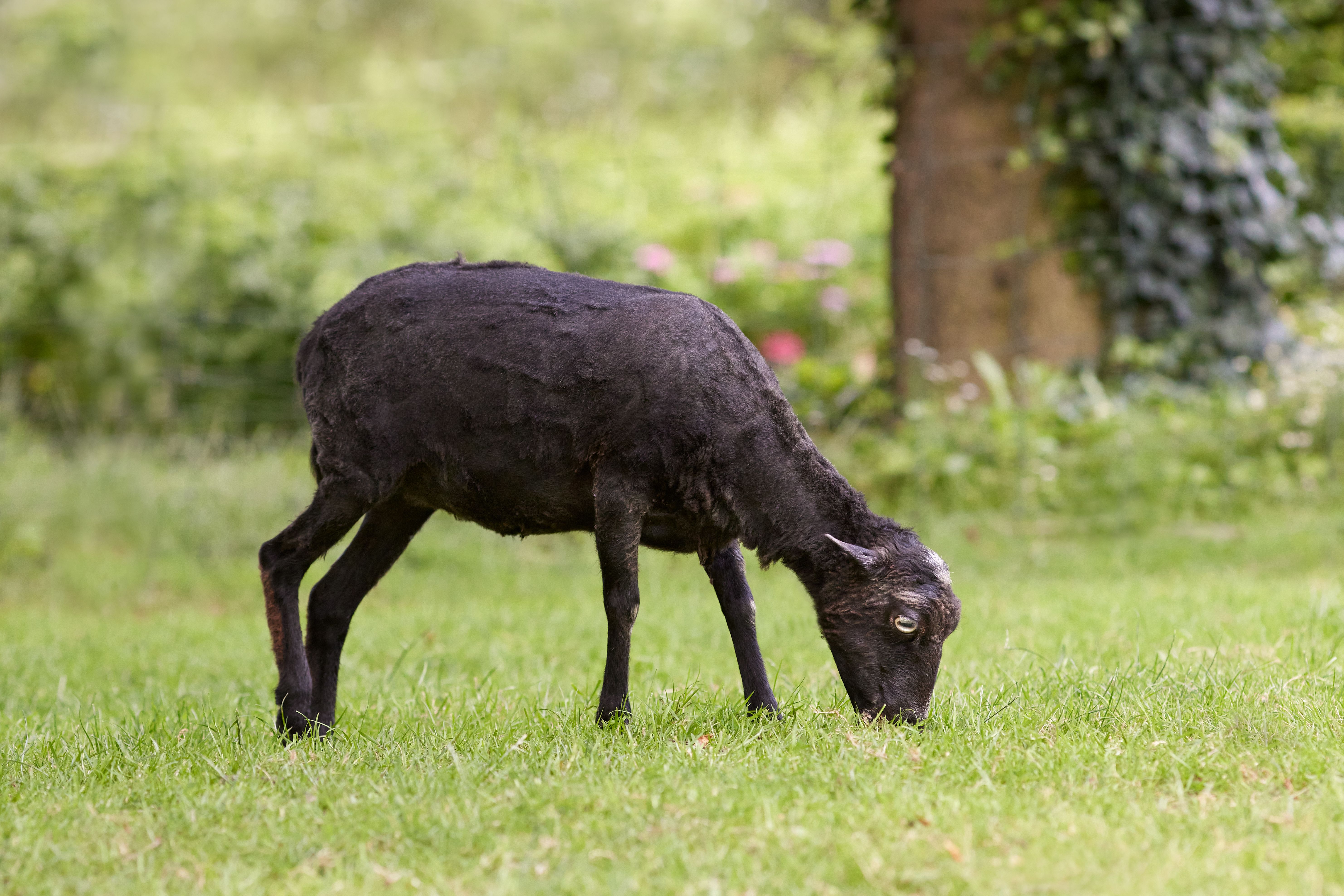 Owners report theft of rare lamb valued at $25,000