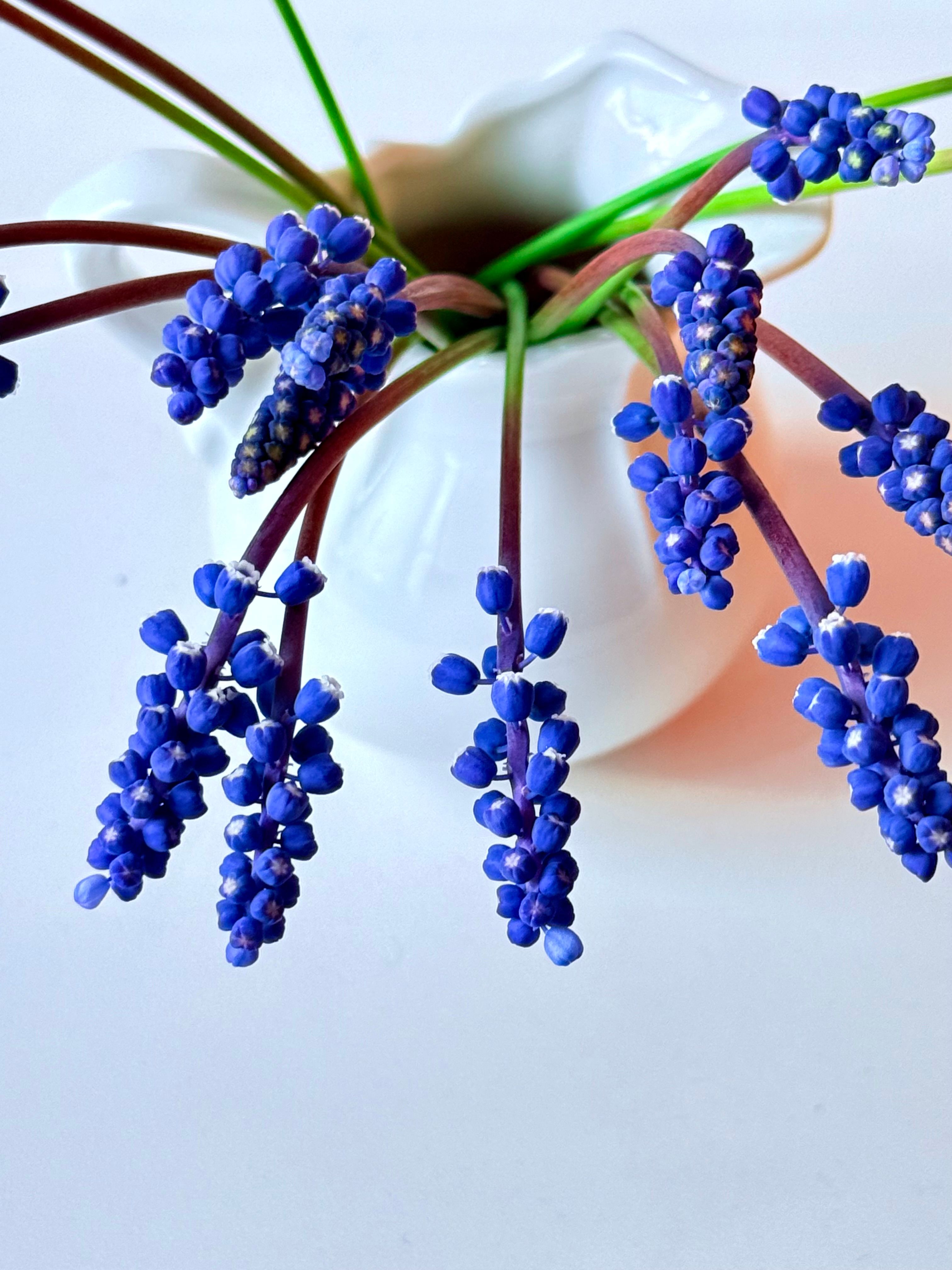 [ColoSach]-vibrant-blue-grape-hyacinths-arranged-in-a-minimalist-white-vase,-creating-a-striking-floral-composition.
