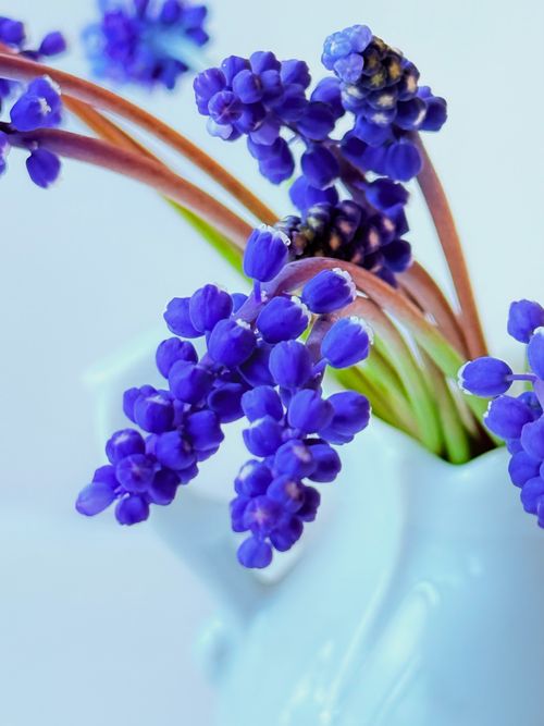 Free Close-up of vibrant blue grape hyacinths in a white vase, showcasing nature's beauty. Stock Photo