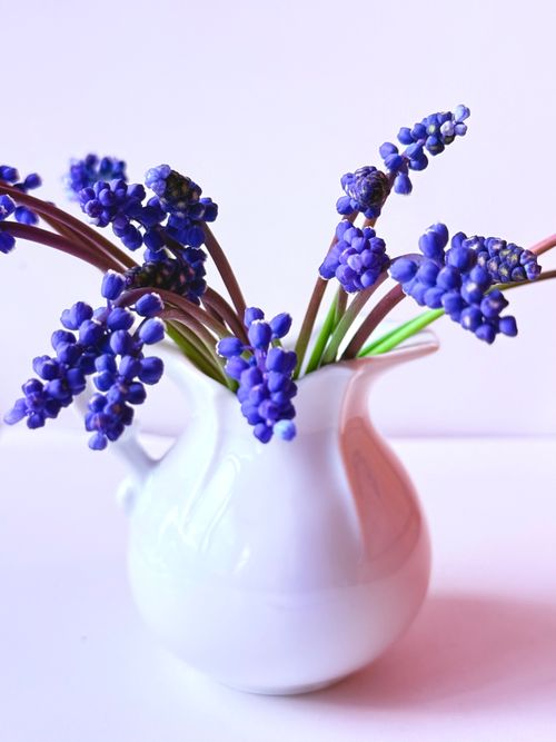 Free Aesthetic arrangement of grape hyacinths in a stylish white vase, displaying a fresh and vibrant look. Stock Photo
