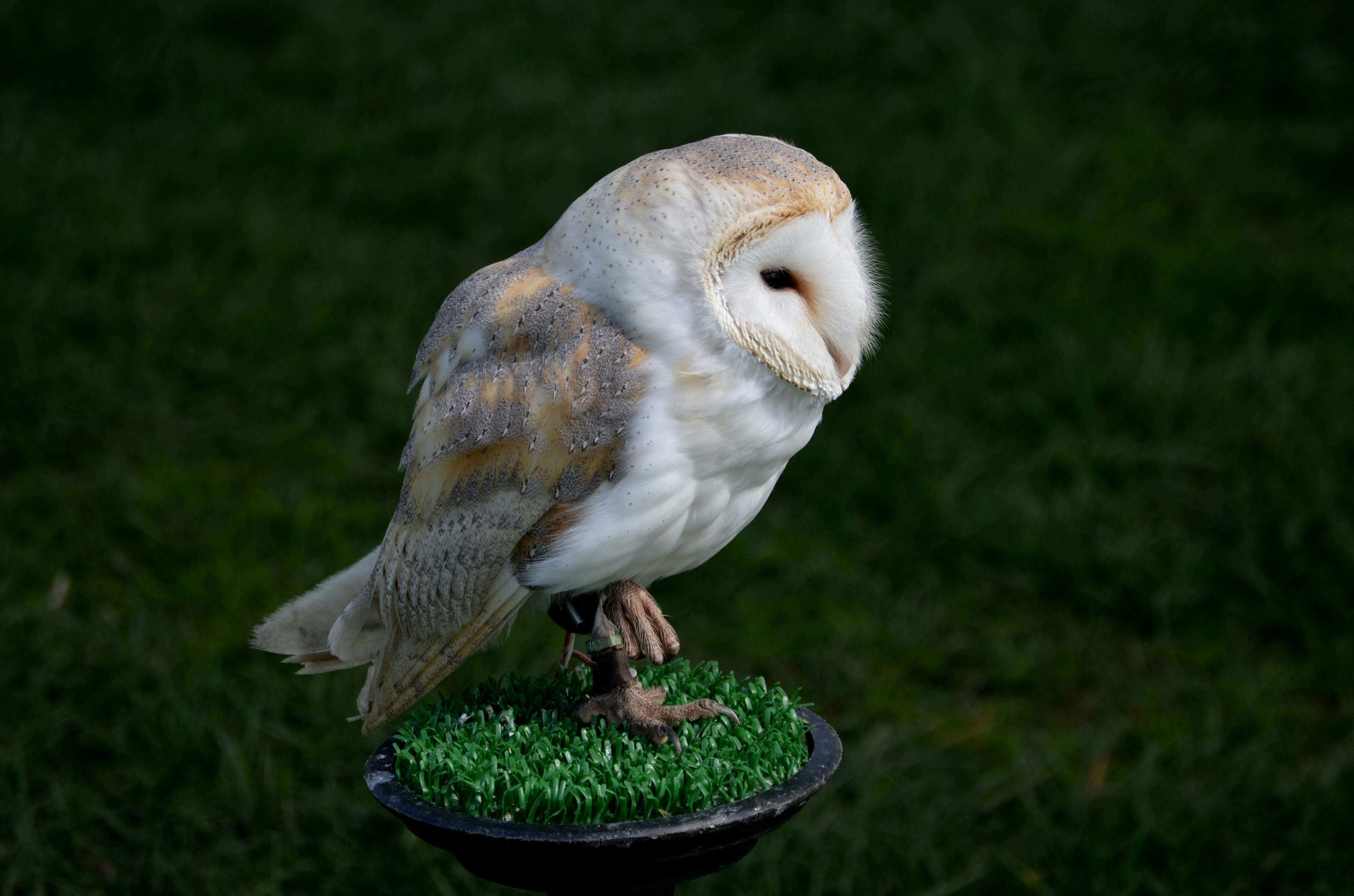 Foto Stok Gratis Tentang Alam Burung Burung Hantu