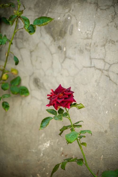 Free A vibrant red rose blooms against a rustic stone wall in Jerusalem, Israel. Stock Photo