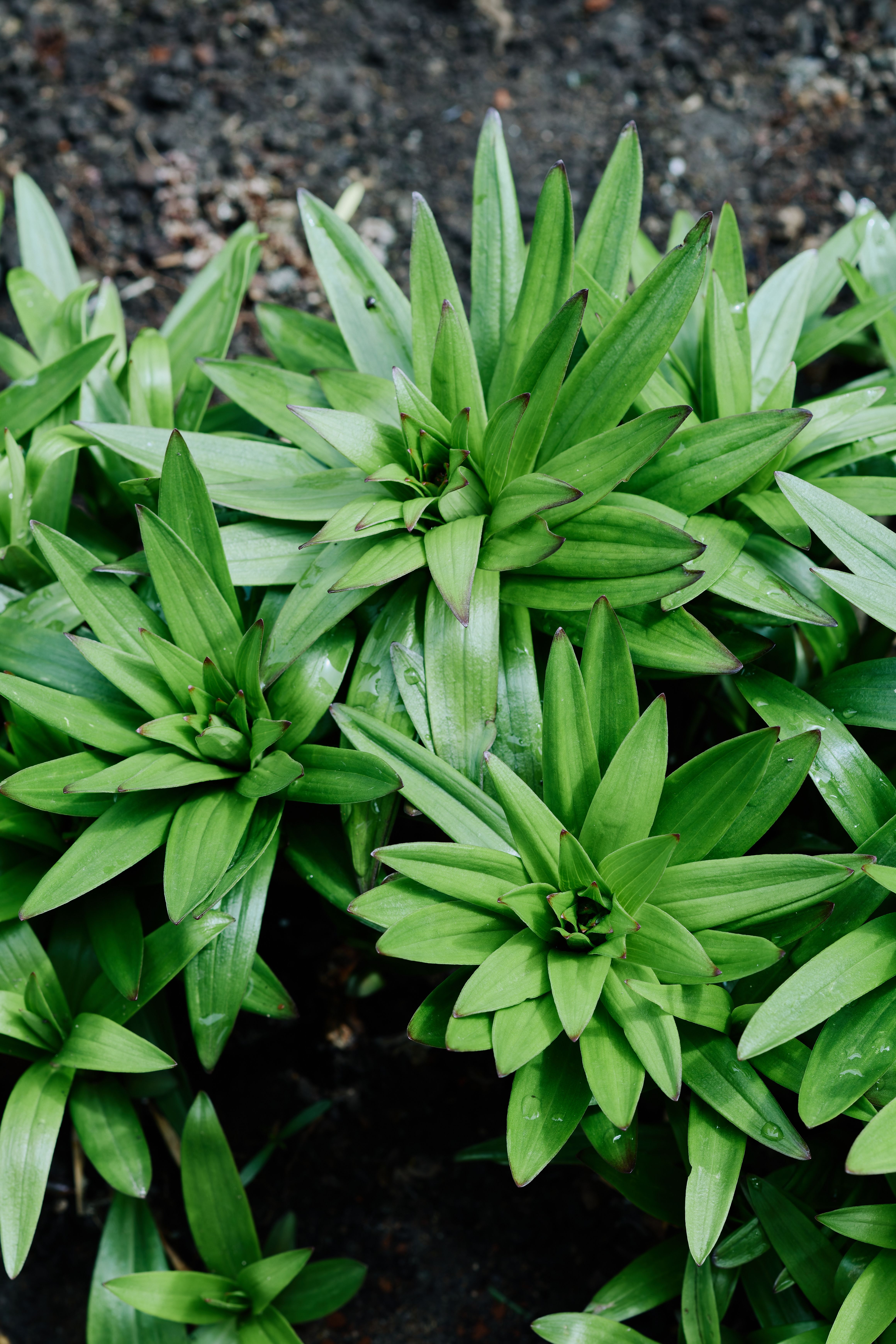 healthy thinned perennial uk