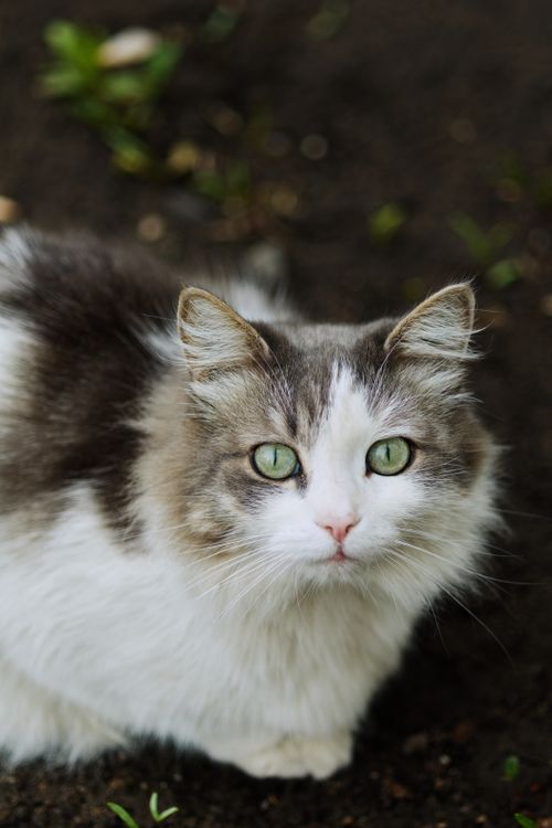 Free A close-up portrait of a fluffy cat with striking green eyes looking into the camera. Stock Photo