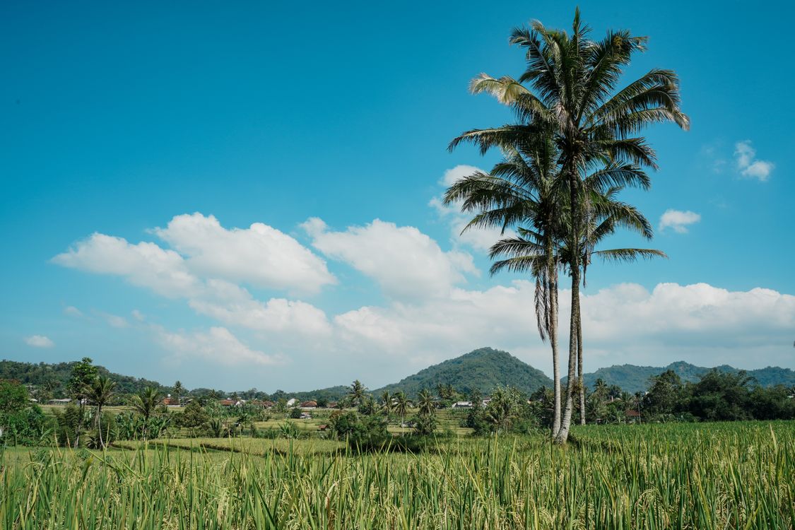 Lush Tropical Landscape with Palm Trees · Free Stock Photo