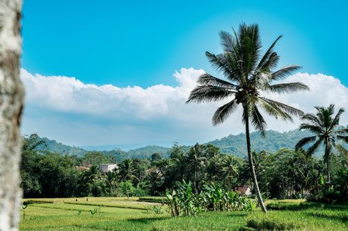 Free Serene tropical landscape featuring lush green fields, palm trees, and a blue sky with clouds. Stock Photo