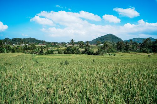 Free Lush green rice fields stretch under a clear blue sky with rolling hills in the distance. Stock Photo