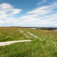 Grass and driftwood shoreline by Thorarinn Torfason on Pexels