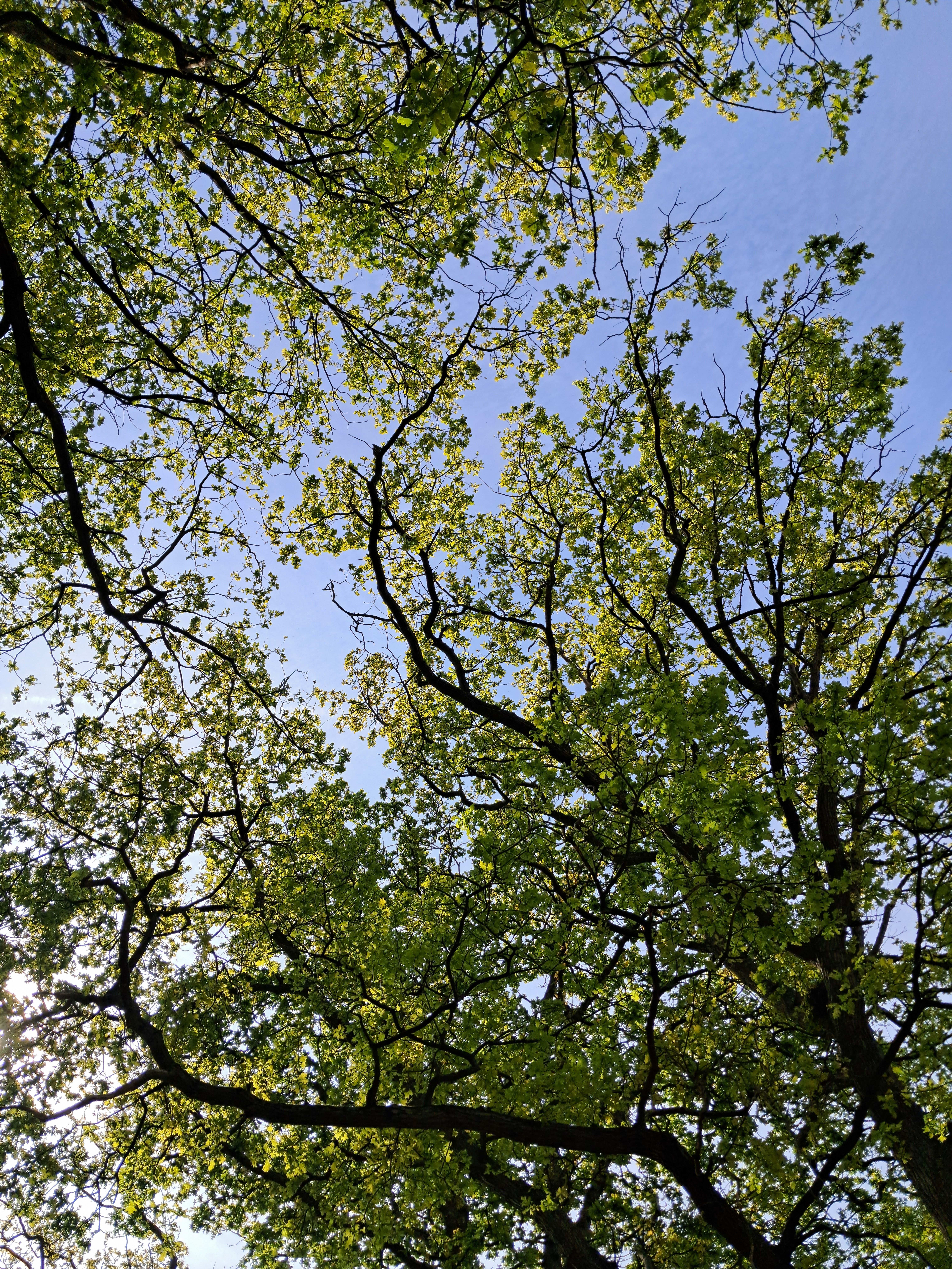 Lush Green Tree Canopy Against Blue Sky · Free Stock Photo