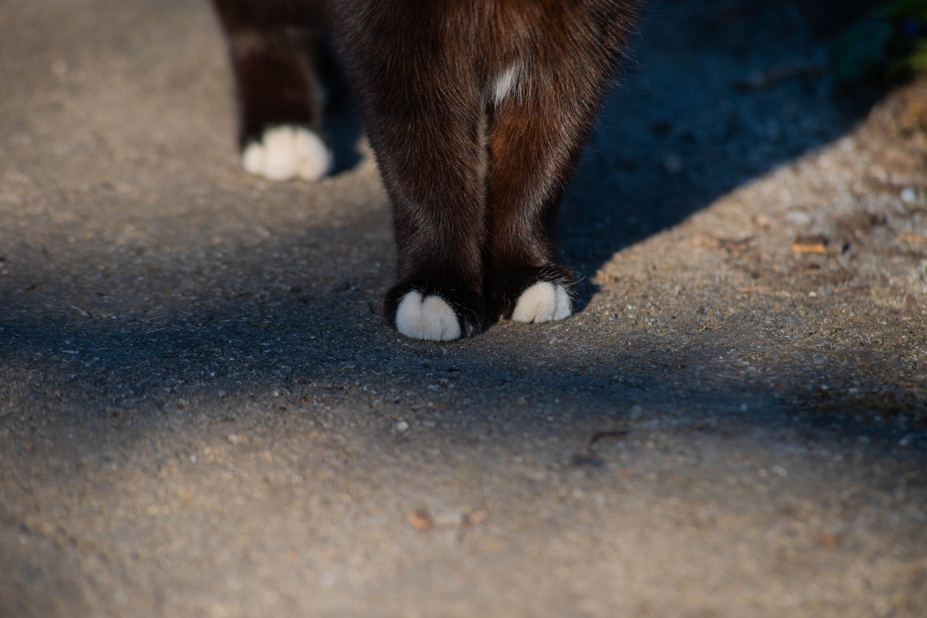 Portrait of a cat at a veterinary clinic