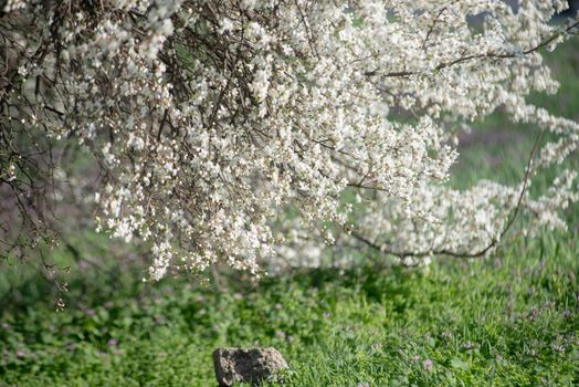 Beautiful white blossoms on a branch in a lush green field during springtime.