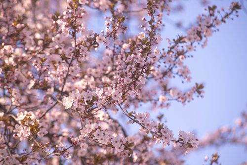 Free Close-up of cherry blossom branches with pink flowers against a clear blue sky. Stock Photo