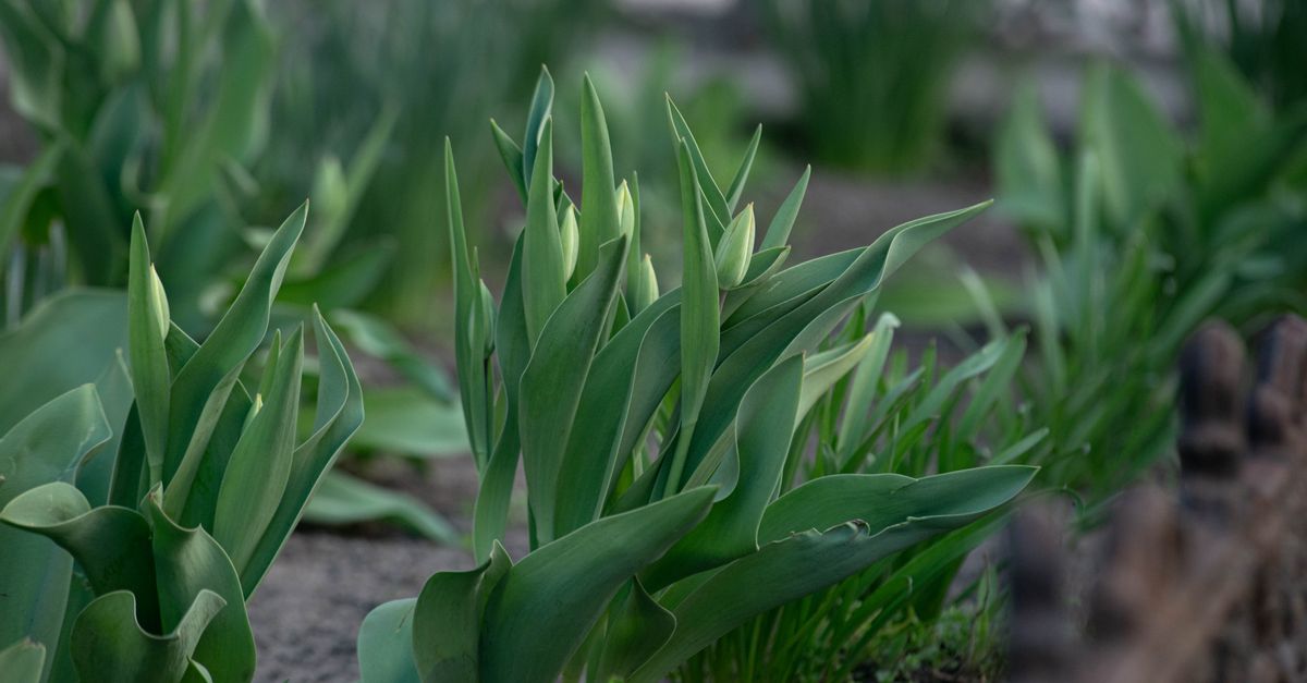 Close-up de buds de tulipas emergentes em um jardim durante a primavera, mostrando folhas verdes luxuriantes.