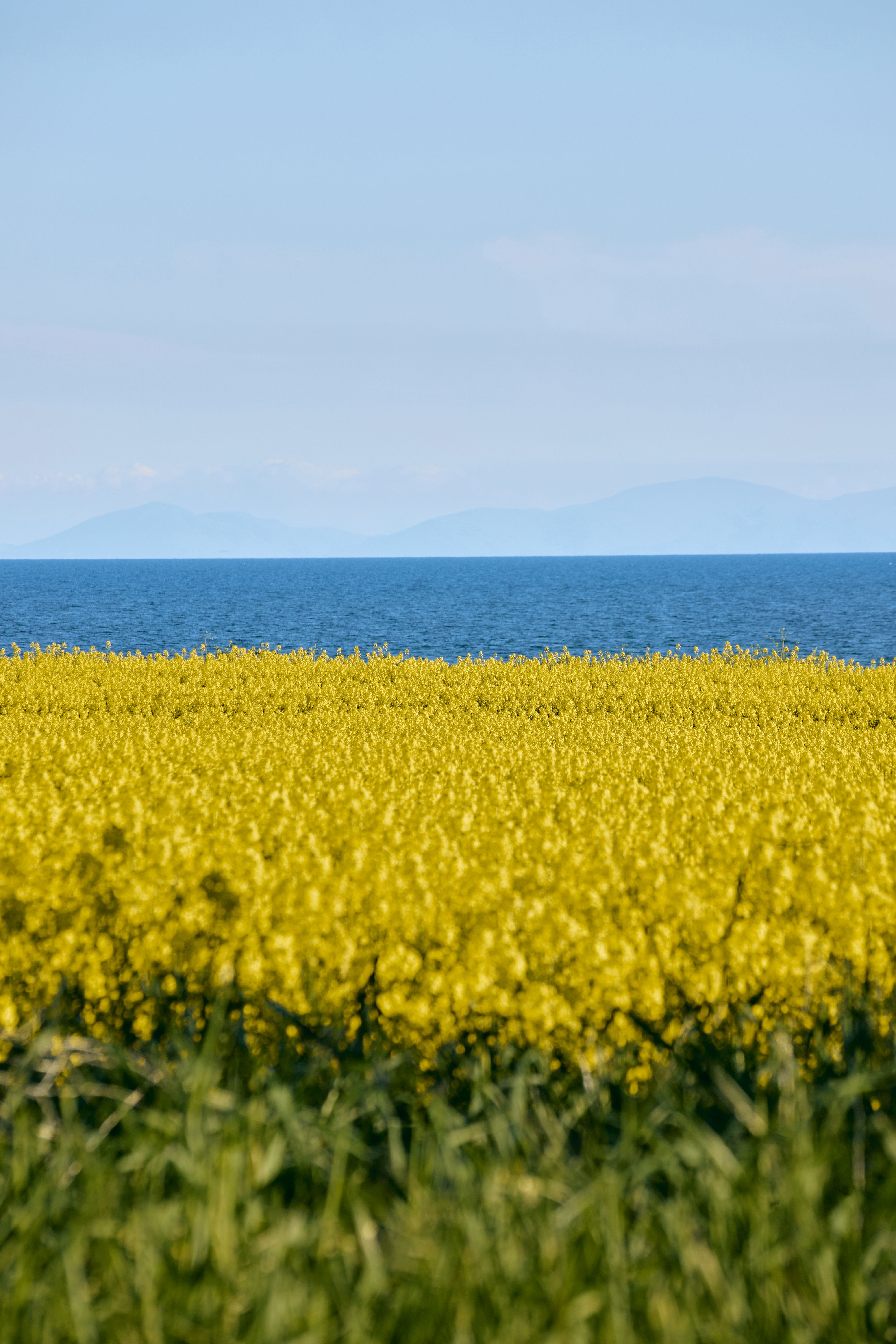 musim semi korea selatan dengan bunga canola kuning di Jeju untuk spring trip
