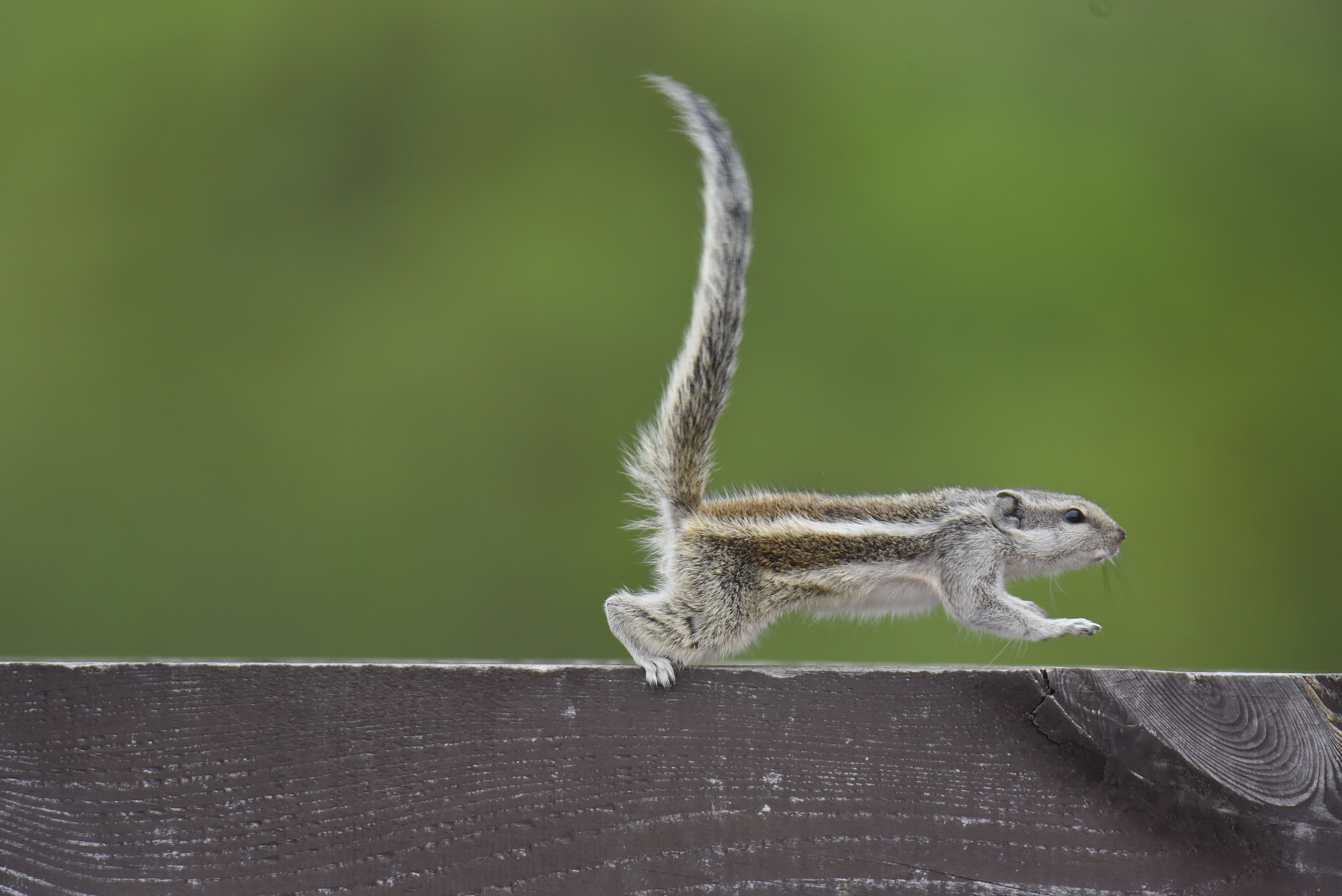 fast squirrels run
