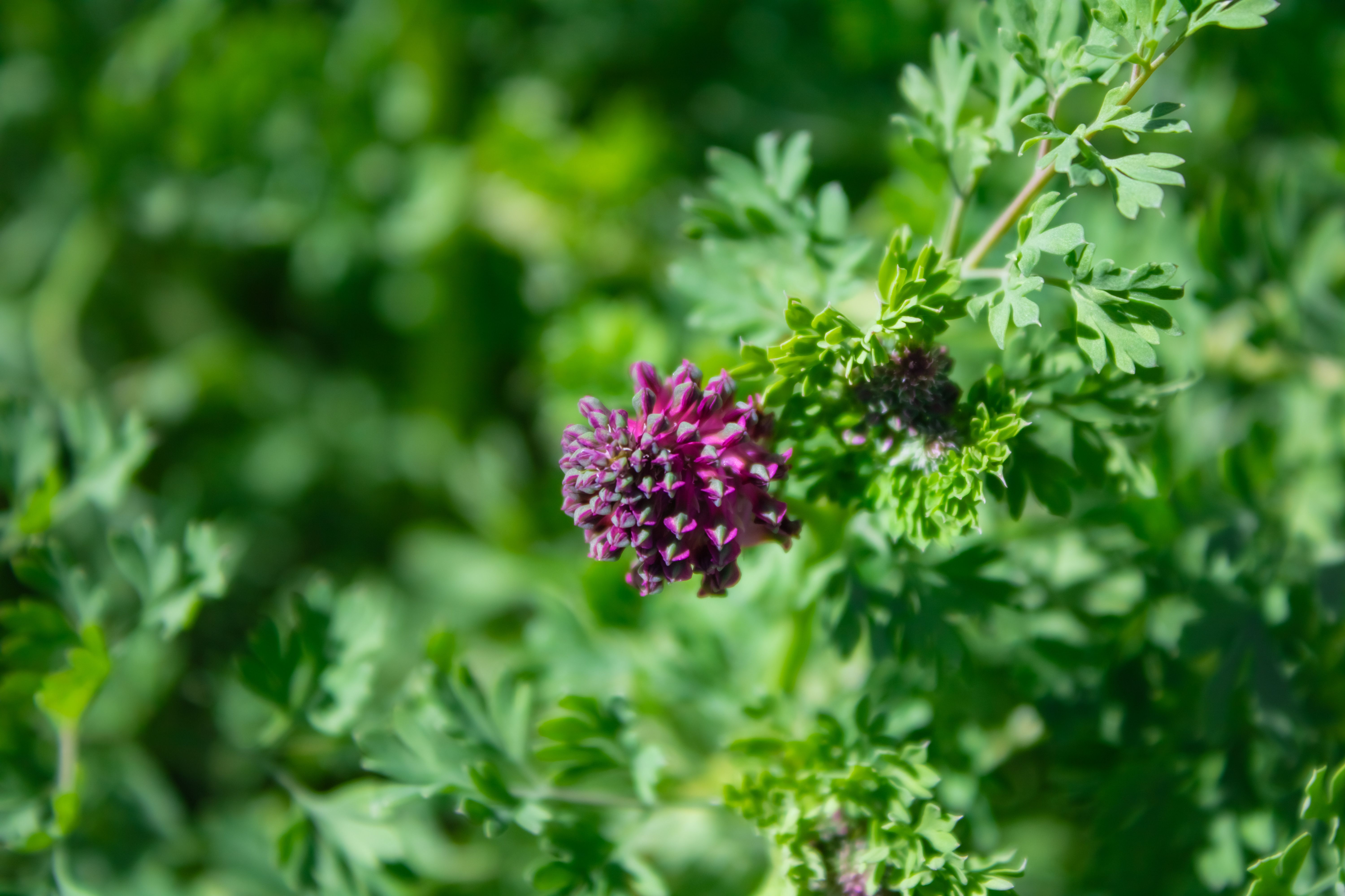 Fumitory Herb Botanical Photo