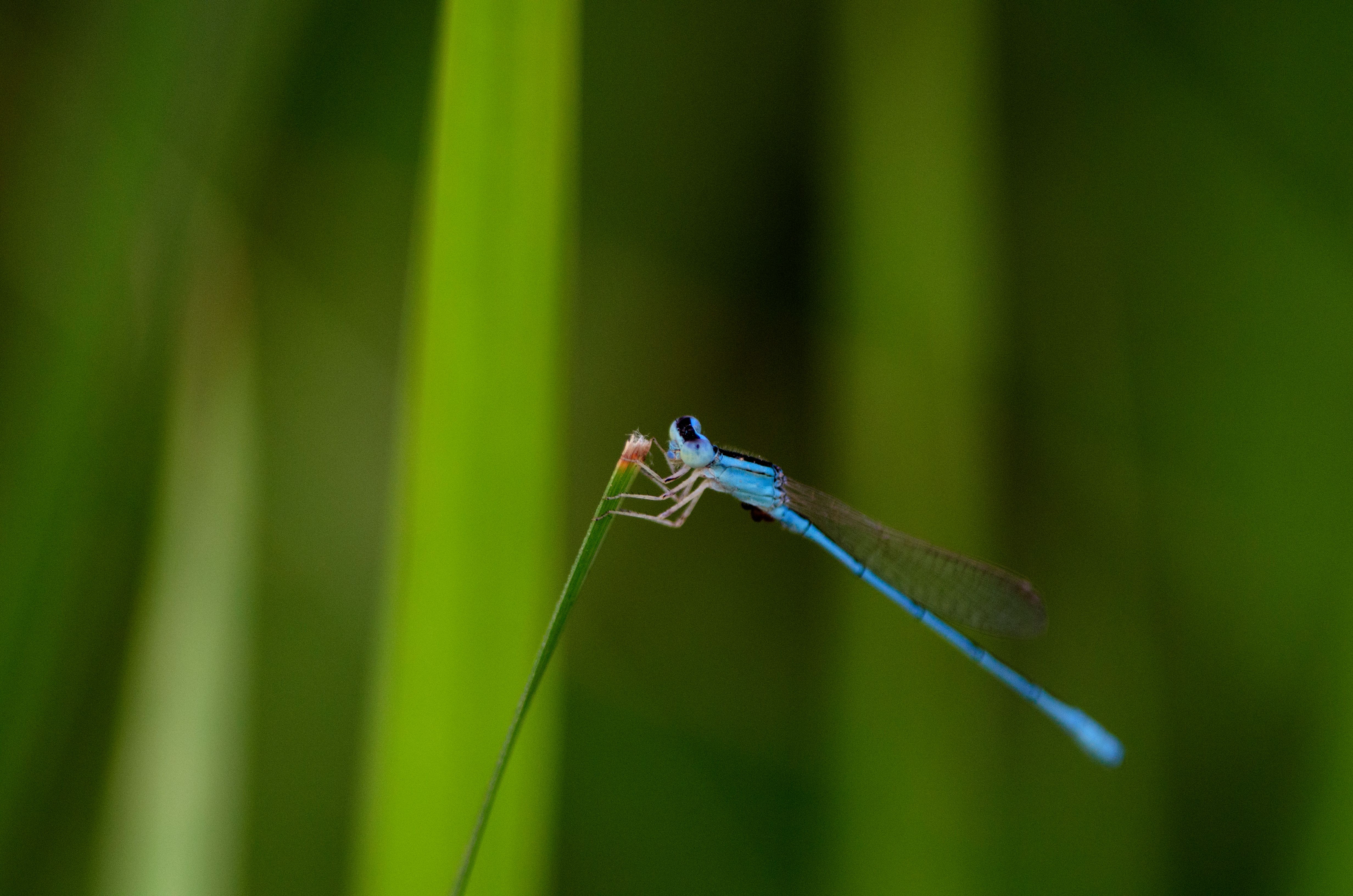 A vibrant blue damselfly perched delicately on a leaf against a lush green background. Captured in Chinsurah, West Bengal.