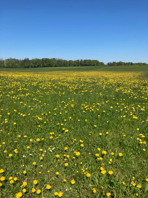 Free A sprawling field of yellow dandelions blooms beneath a clear blue sky in springtime. Stock Photo